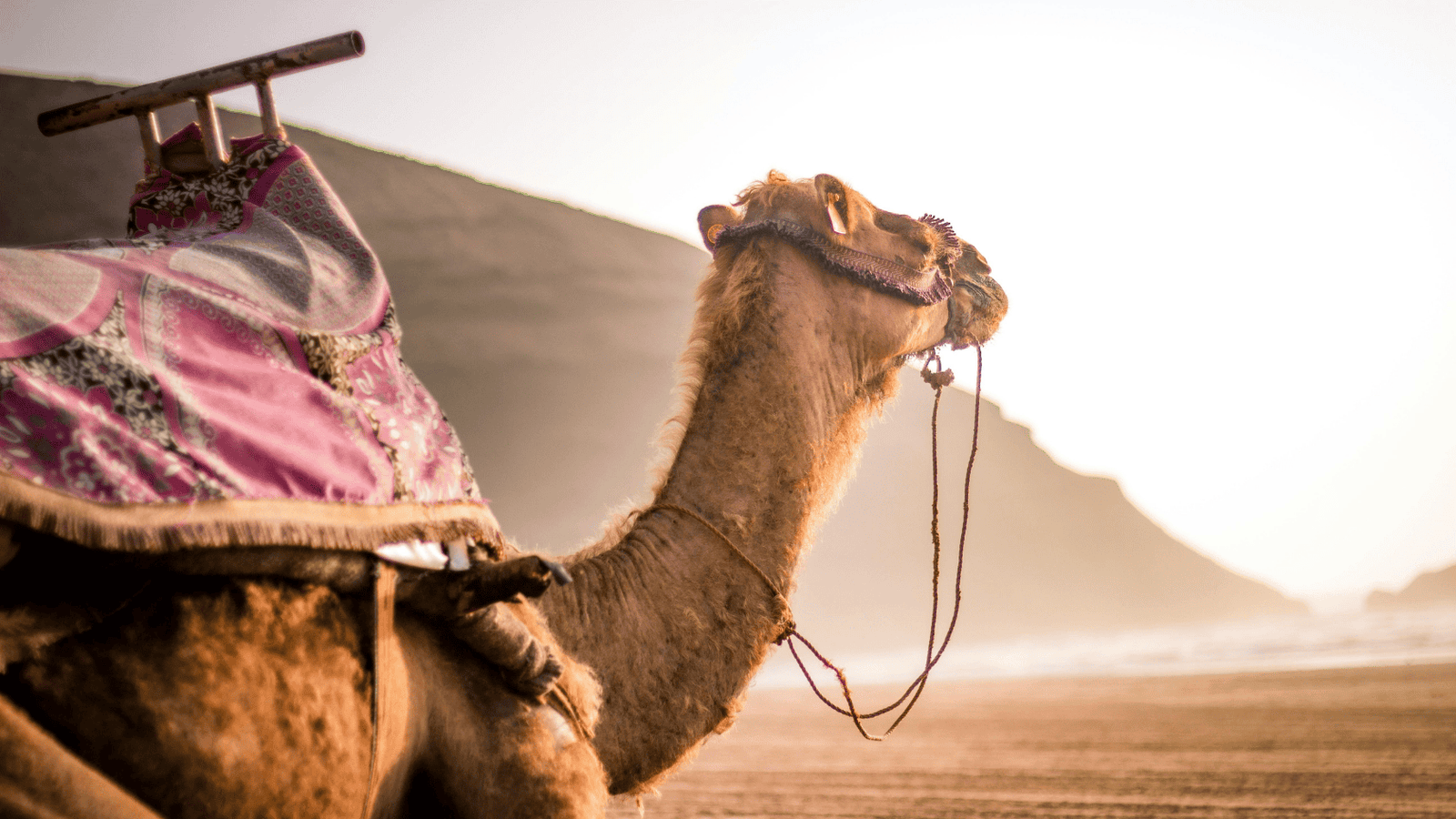 Travmoro Morocco